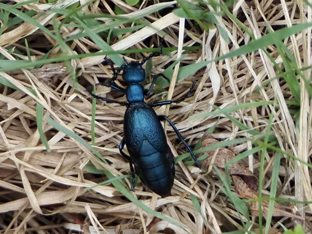 Short winged black blister beetle sitting in dried grass.