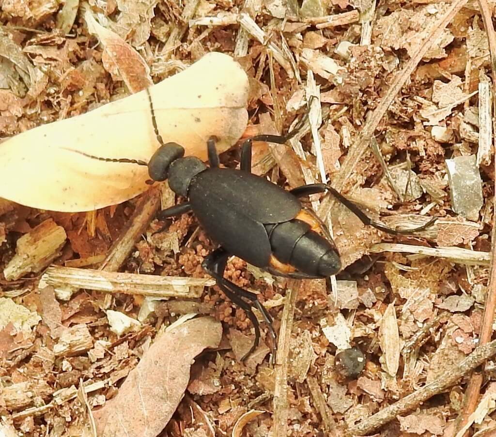 Squash blister beetle resting on dried leaves, with a black head and wings and a brown body beneath the wings.