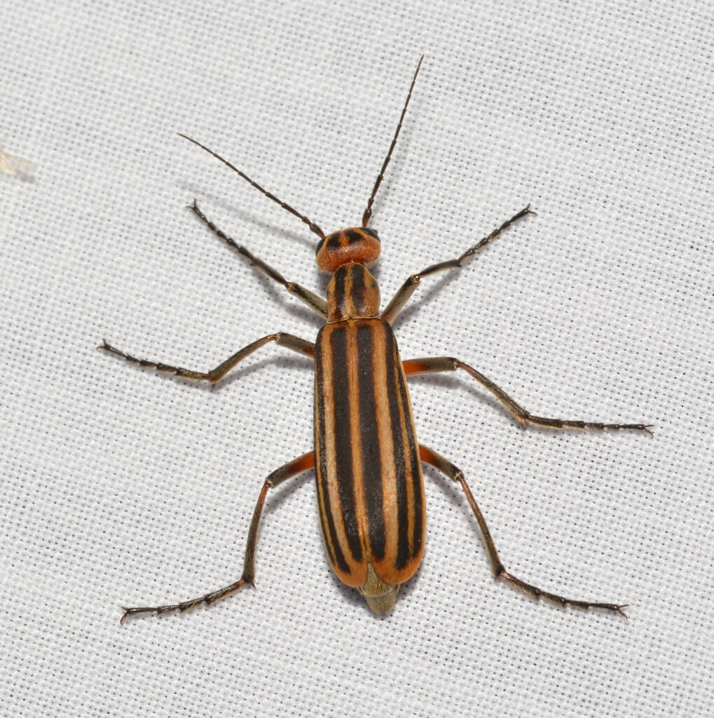 Striped blister beetle with dark brown body and legs and light brown vertical stripes down its head and back.