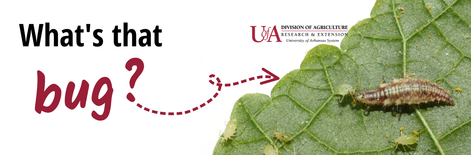 What's that bug? | blog series graphic | with an image of a green lacewing larvae on a leaf, feeding on an aphid, surrounded by other aphids | University of Arkansas System Division of Agriculture logo (top of graphic)