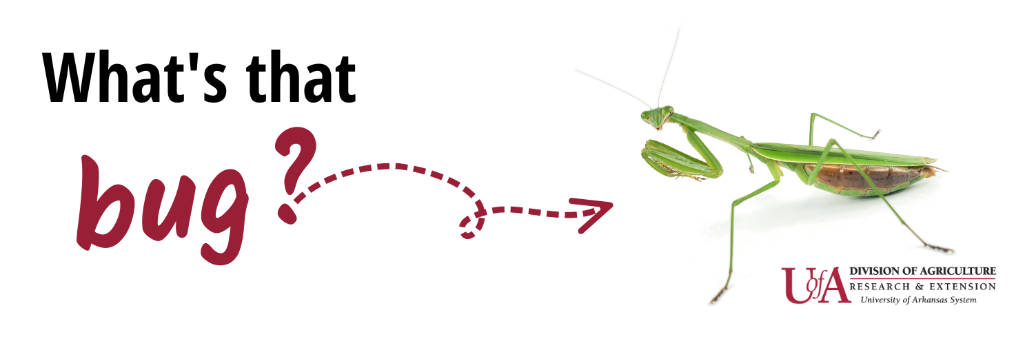 what's that bug? Praying mantis image next to text