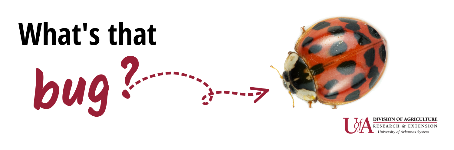 What's that Bug header image, including photo of a ladybug
