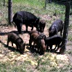 Six hogs some black some brown eating corn at a feeder
