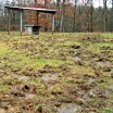 Rooted pasture with shed in background