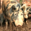 Spotted sow staring at camera with piglet in background
