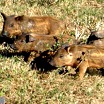 Four piglets with barely visible stripes