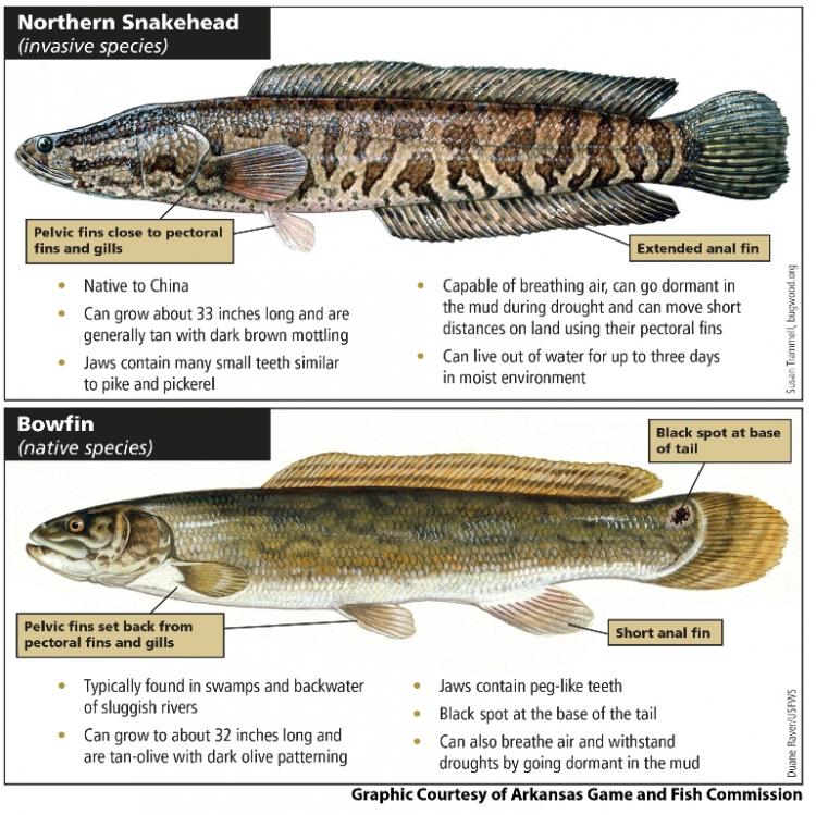 Northern Snakehead - Bowfin comparison