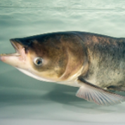 Front portion of Asian carp with mouth open