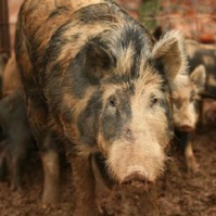 Pink, long haired spotted sow facing viewer