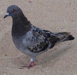 A multicolored rock pigeon from head to feet standing on a sidewalk