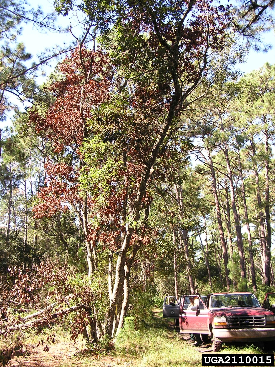 Redbay killed by laurel wilt disease