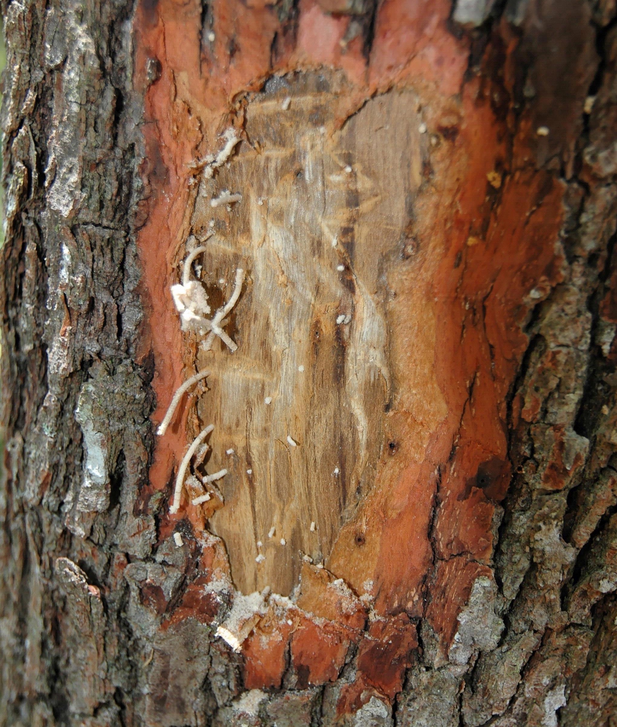 Redbay ambrosia beetle damage