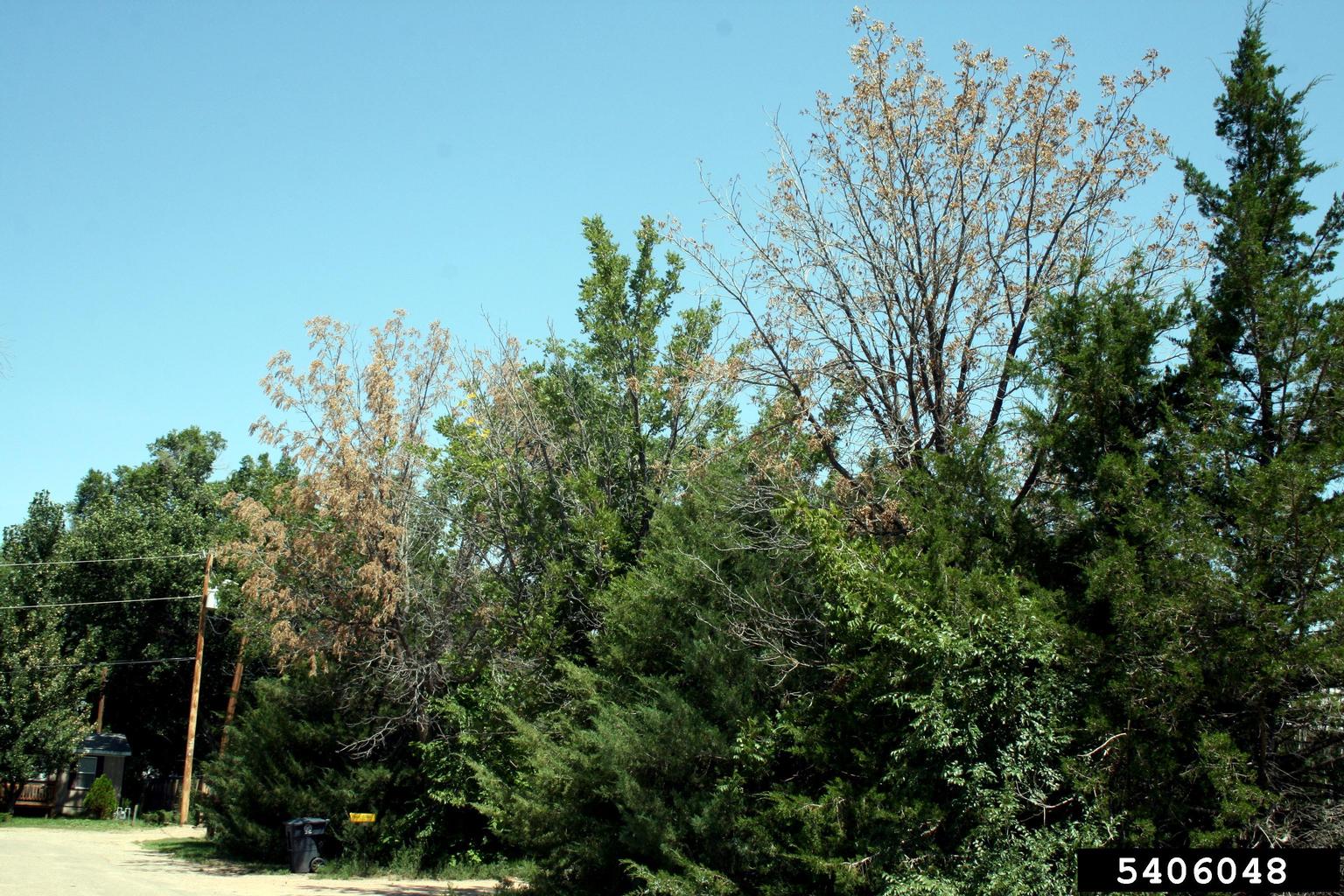 Walnuts killed by thousand-cankers disease