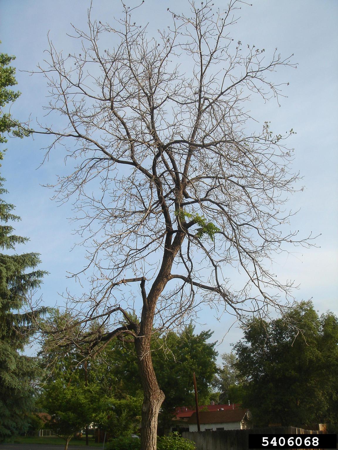 Walnut killed by thousand-cankers disease