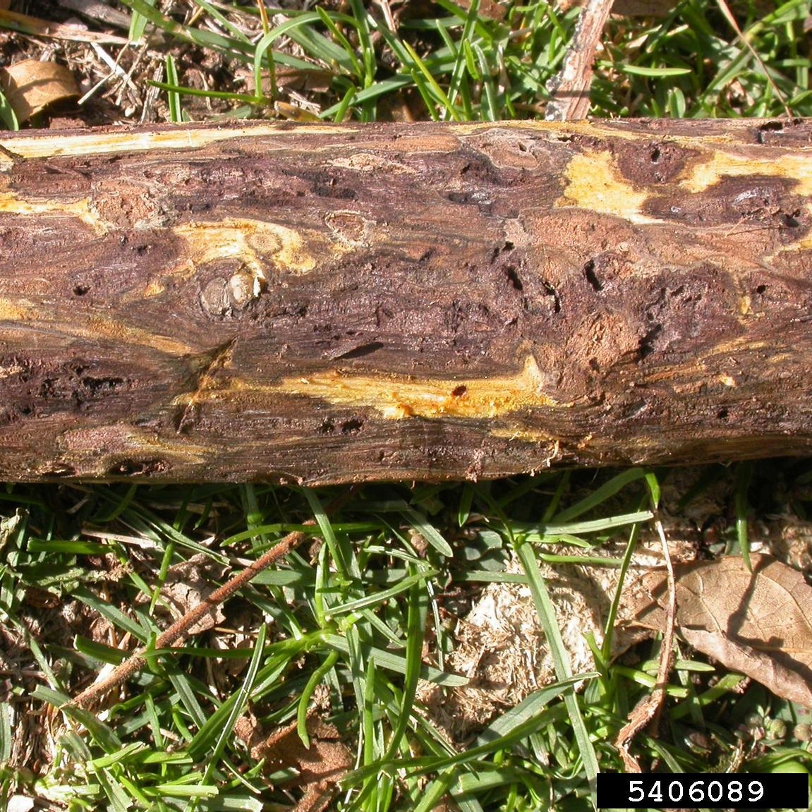 Thousand-cankers Disease