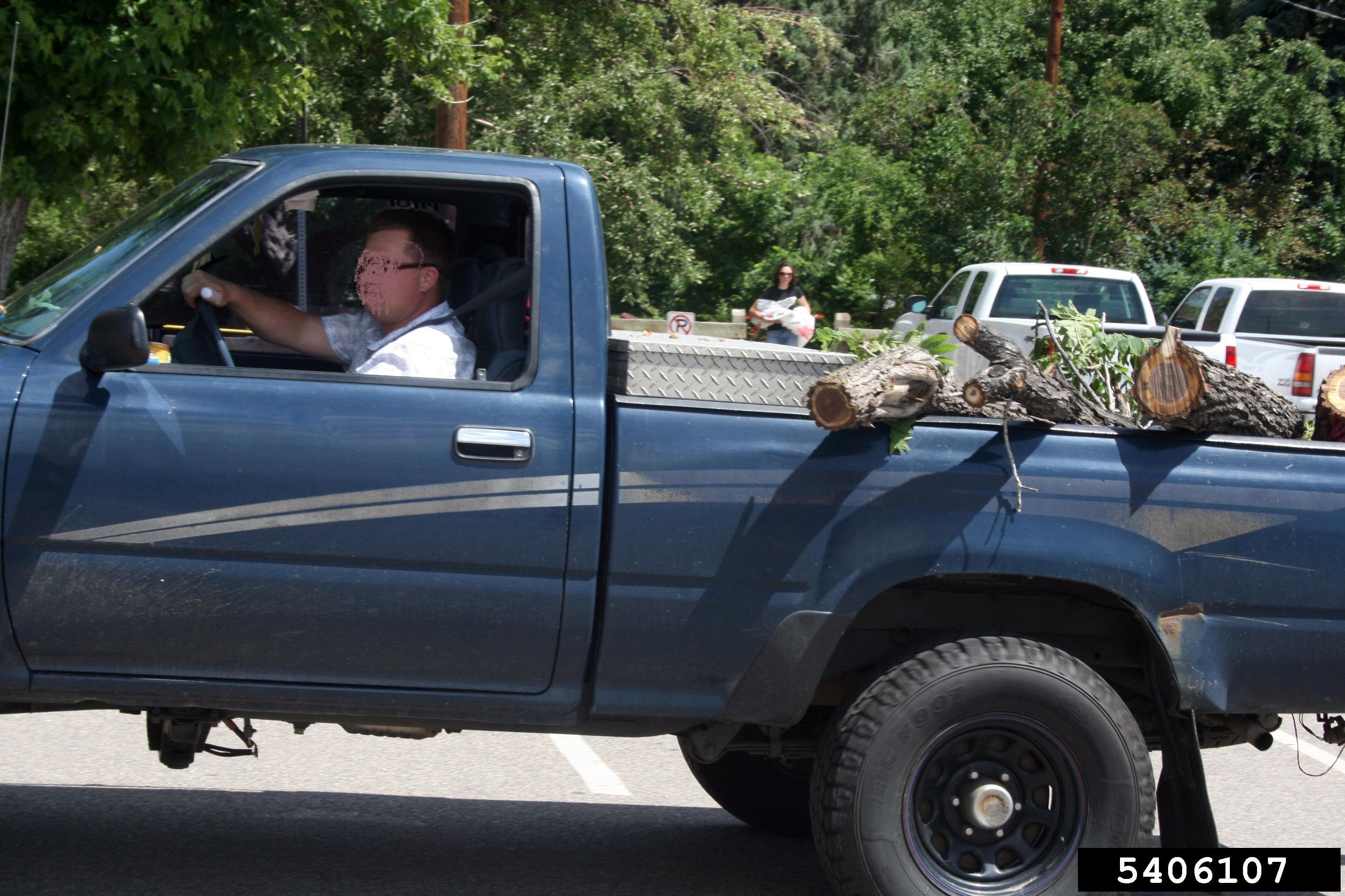 Man hauling walnut and thousand-cankers disease