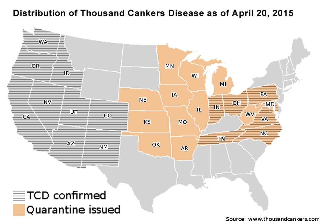 Map of thousand-cankers disease infested US states