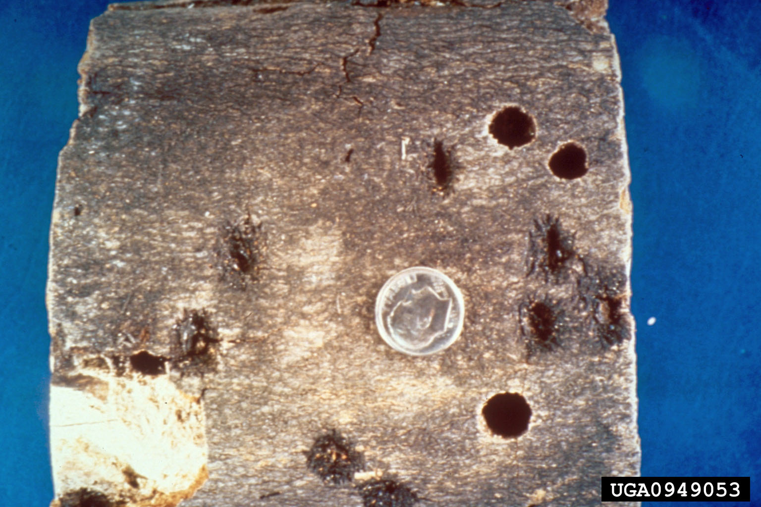 Asian longhorned beetle exit holes in a hardwood tree