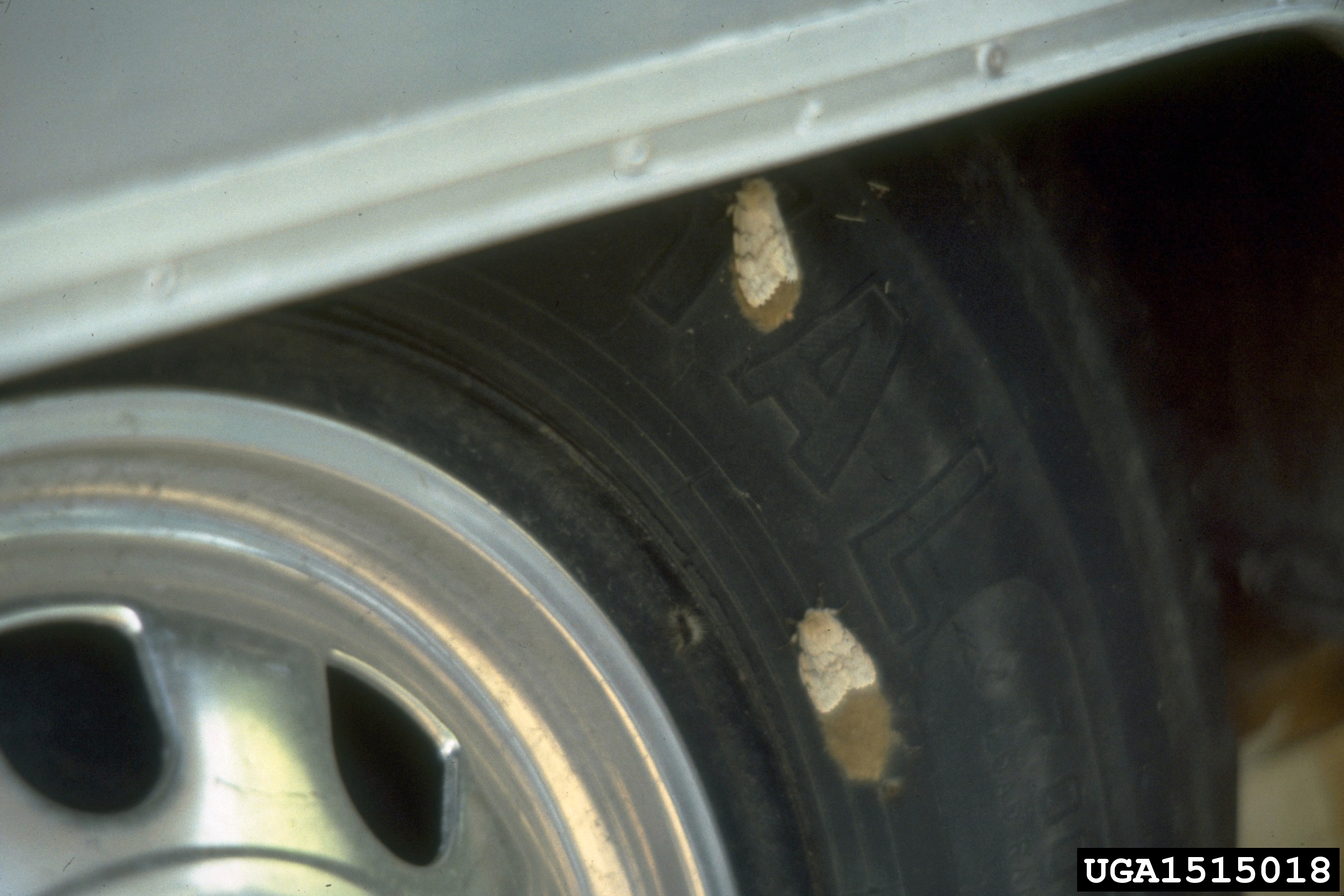 Gypsy moth egg cases on trailer wheel