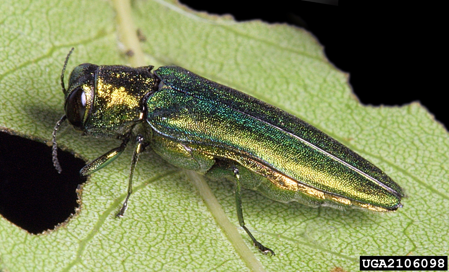 Emerald Ash Borer