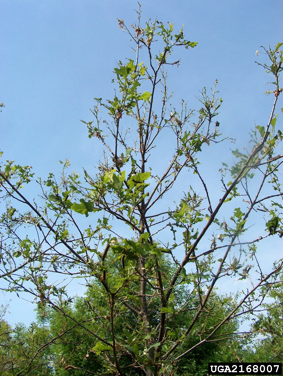 Tree defoliated by gypsy moth