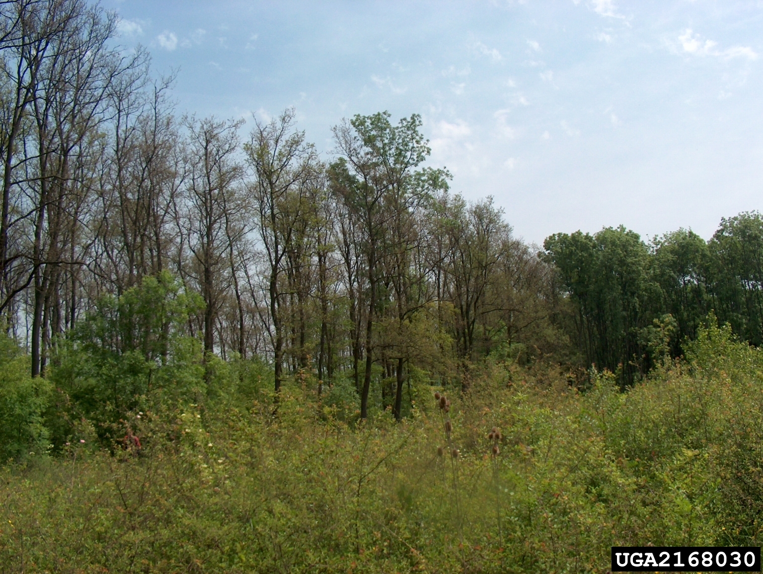 Gypsy moth defoliation damage