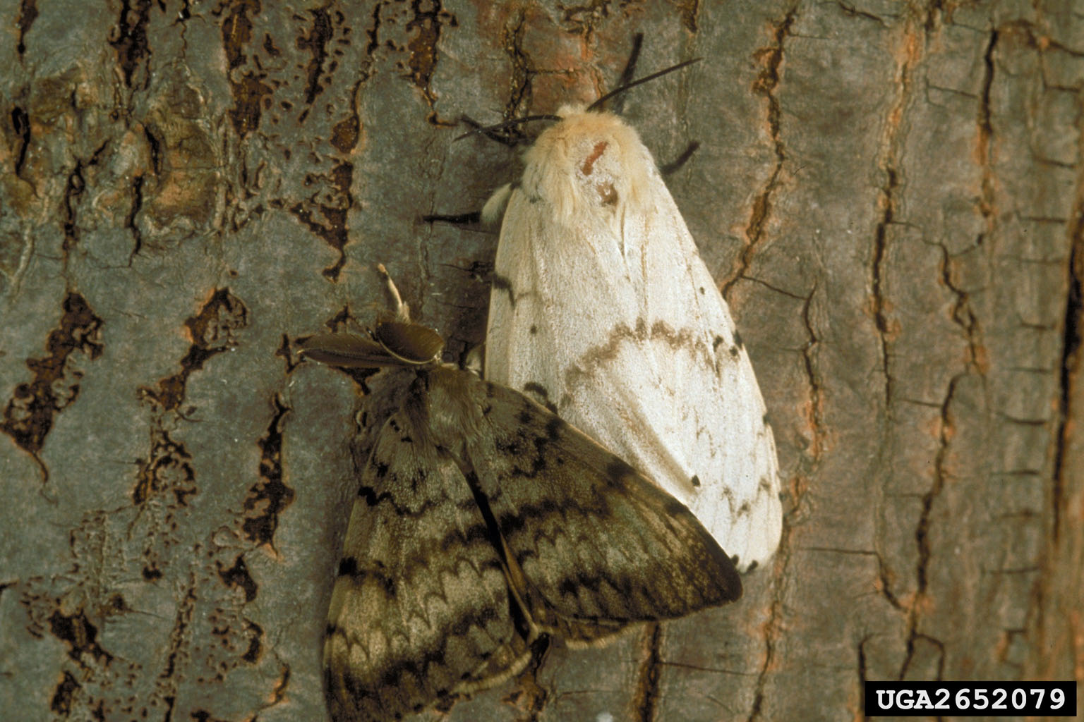 Gypsy Moth