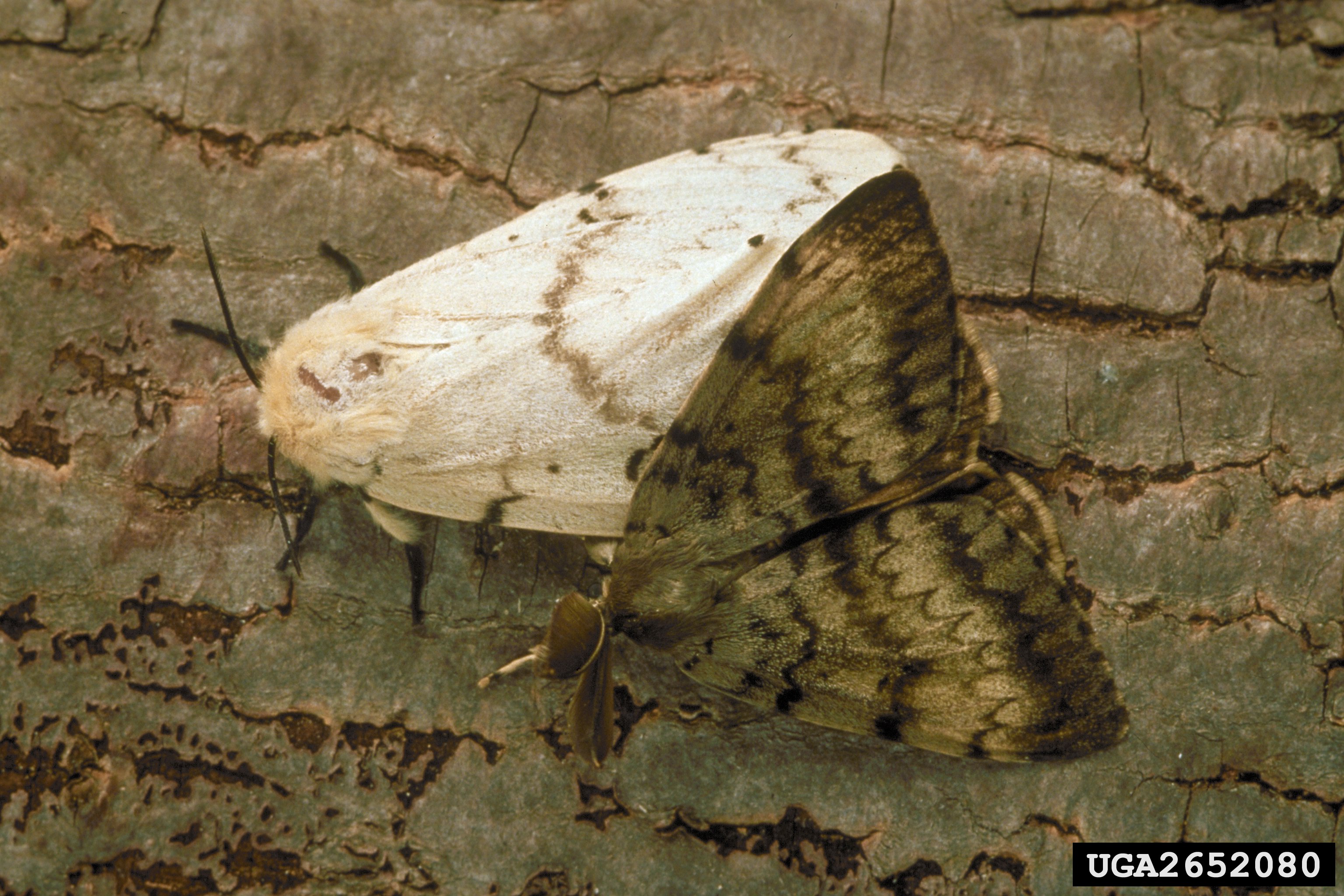 Male and female gypsy moths