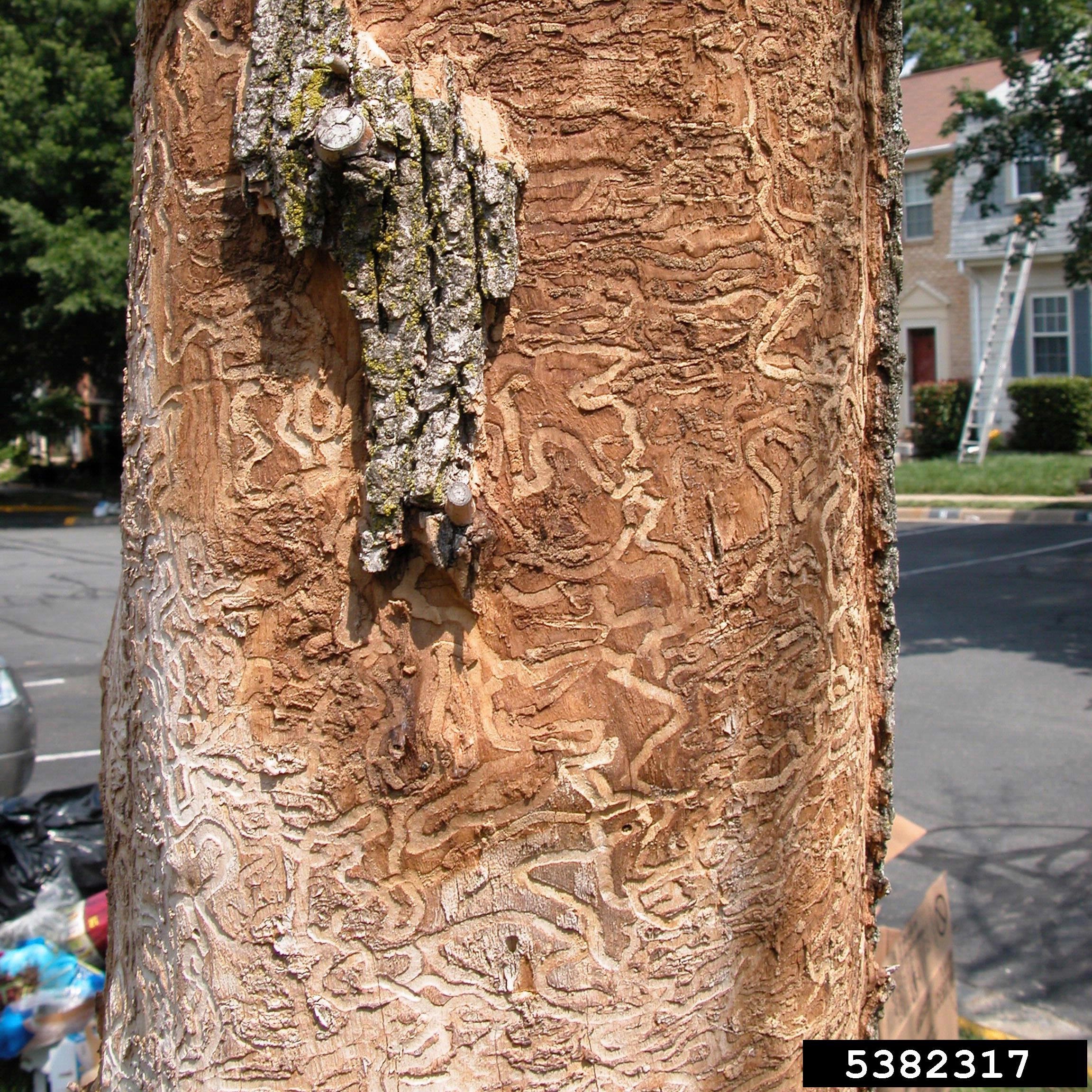 Emerald ash borer galleries