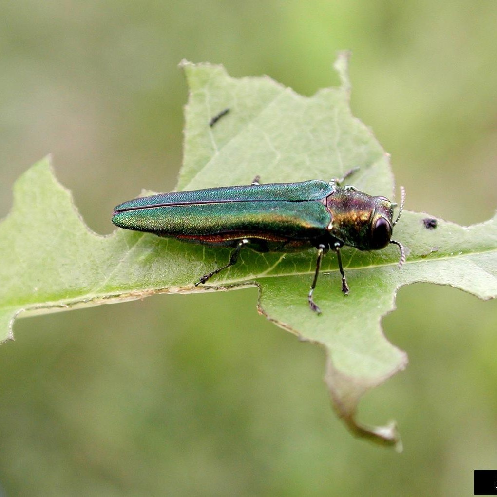 Emerald Ash Borer