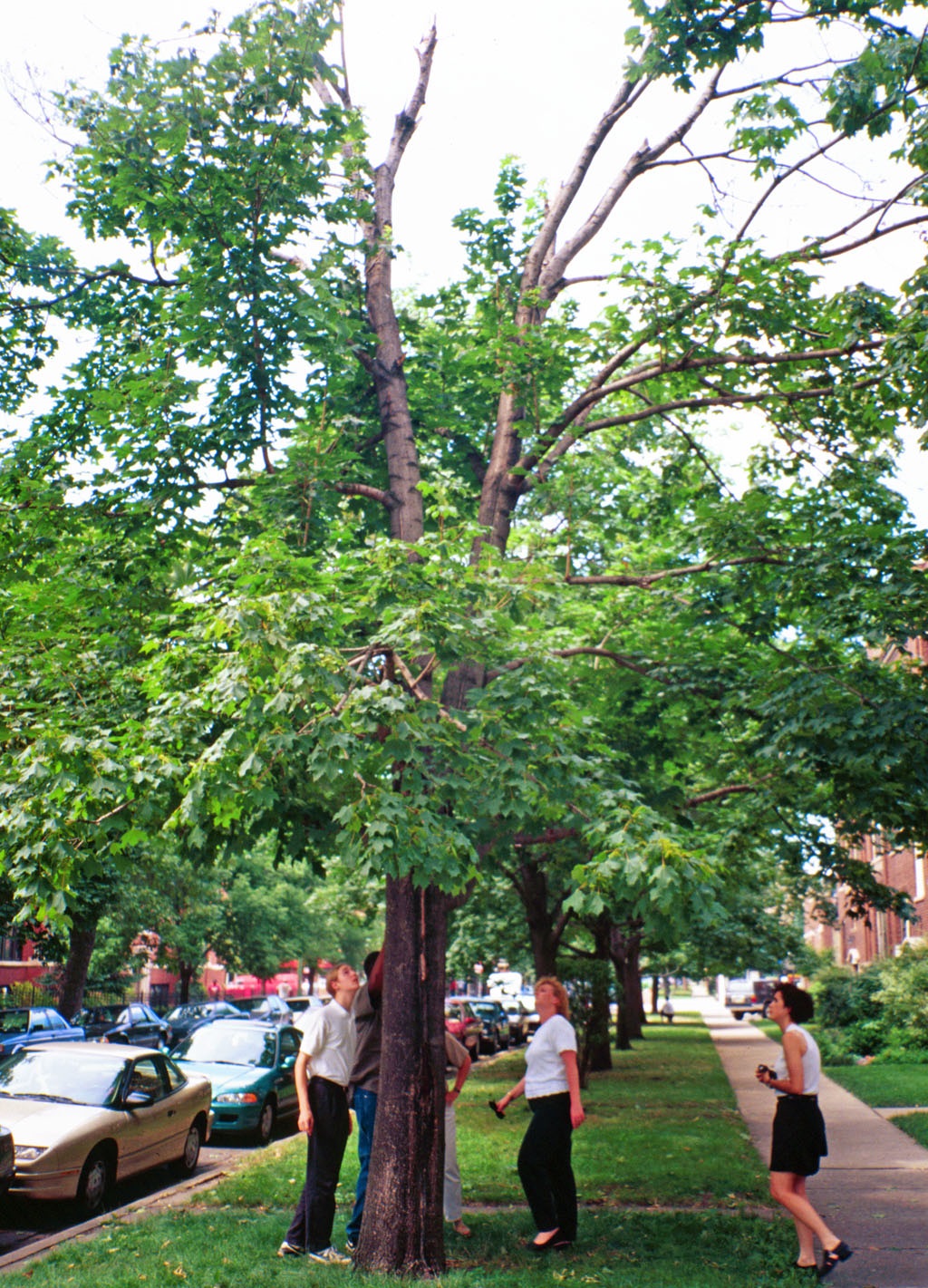 Examining a tree damaged by Asian longhorned beetle