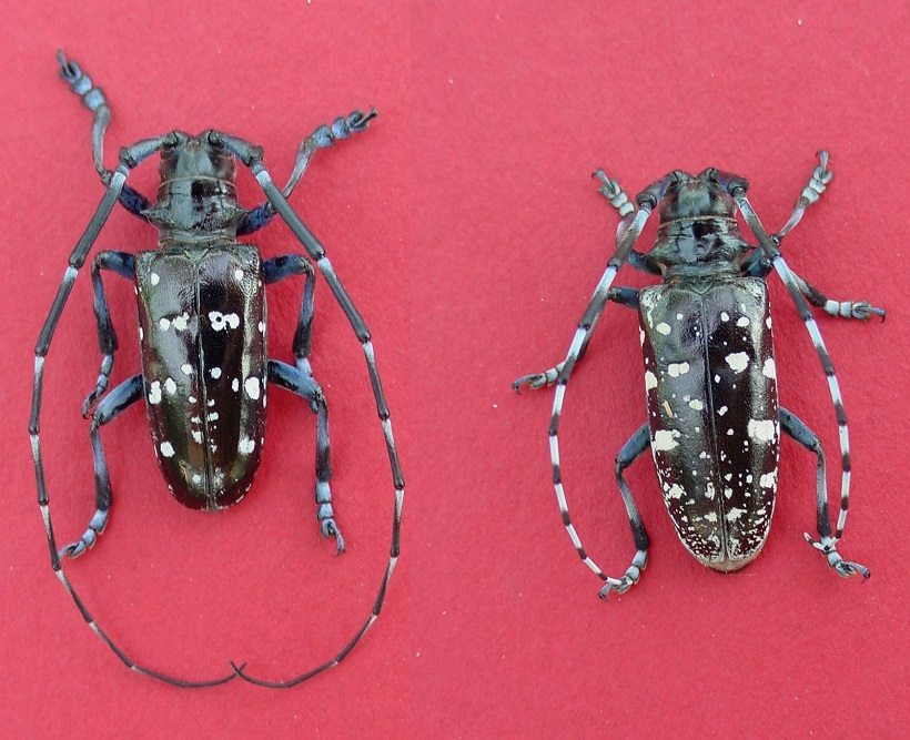 Male and female Asian longhorned beetles