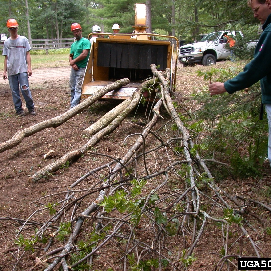 Chipping emerald ash borer infested trees