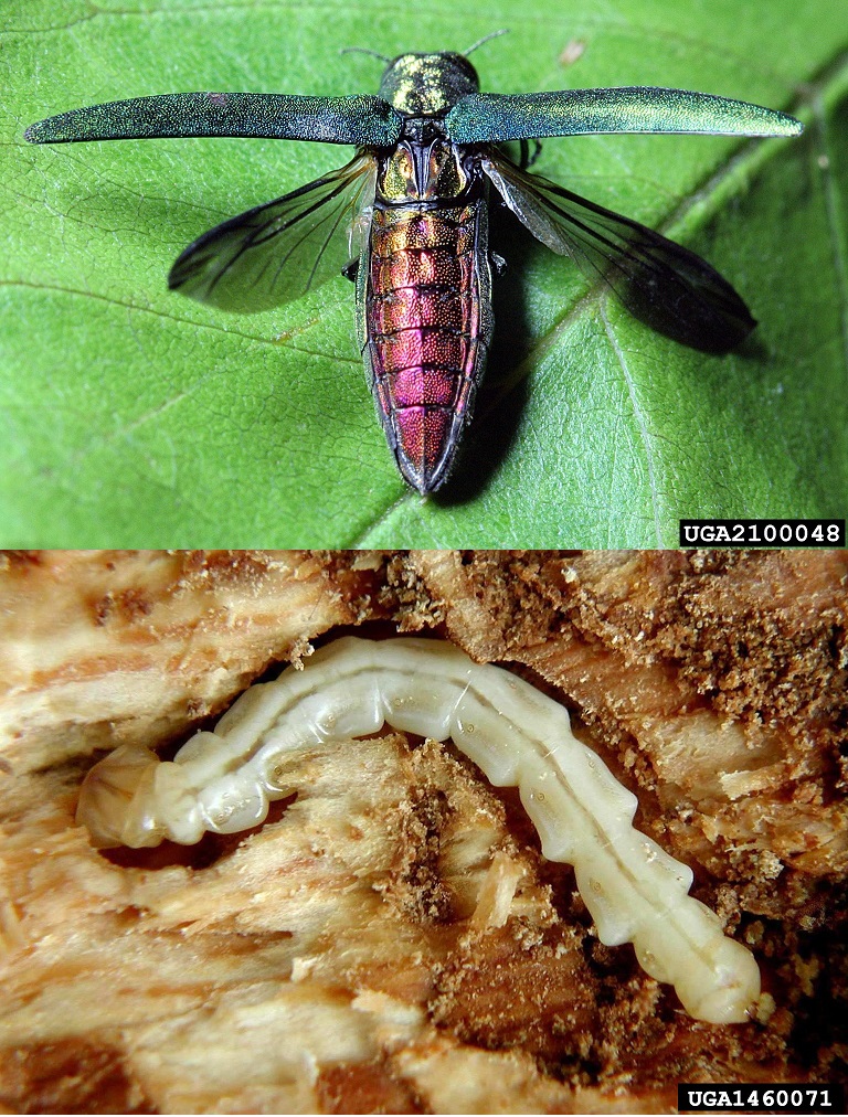 Adult and Larval Emerald Ash Borer