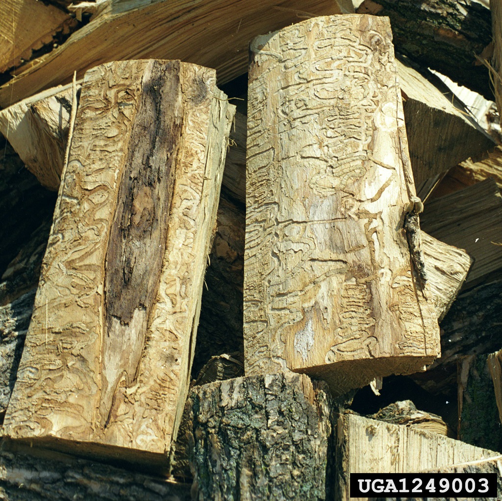 People move emerald ash borer in firewood