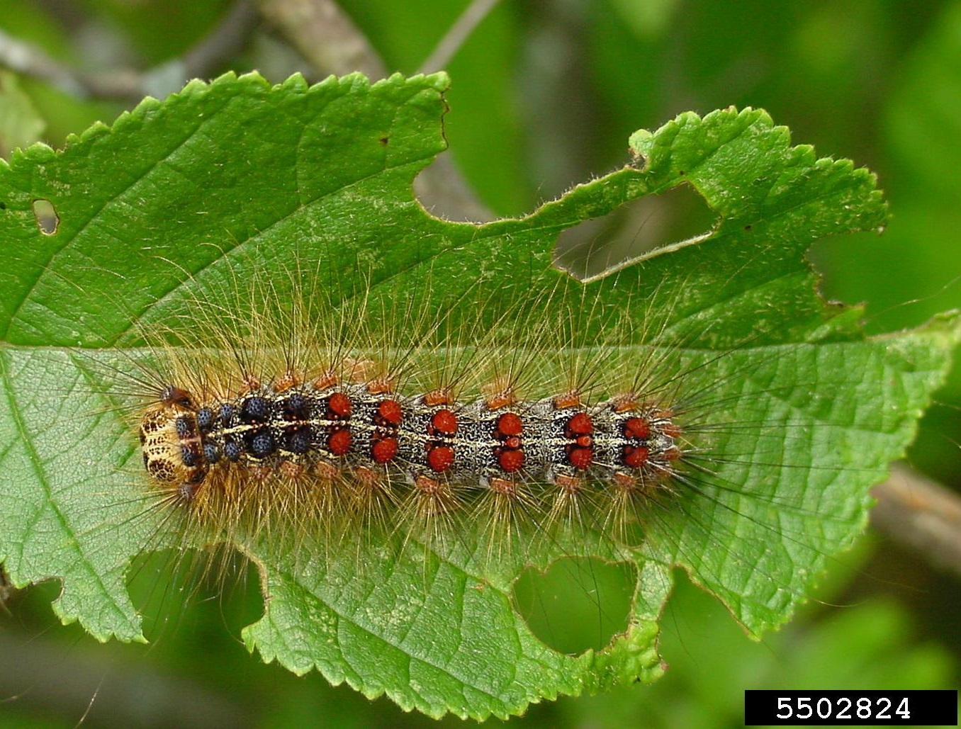 Gypsy moth caterpillar