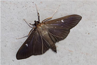 Box Tree Moth Dark Form