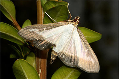 Box Tree Moth Light Form