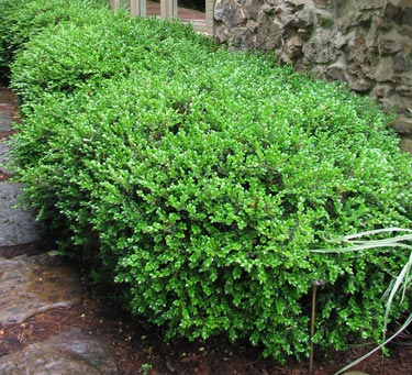 boxwood shrub