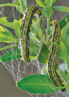 Larvae surrounded by webbing