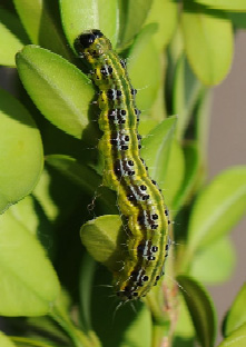 Larval form on boxwood shrub