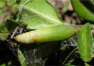 pupal form of box tree moth