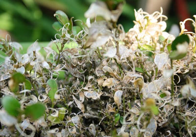 visible defoliation damage