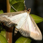 White Form of Box Tree Moth