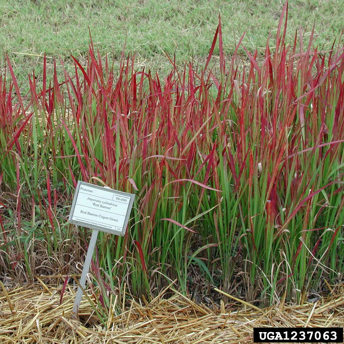 Cogongrass