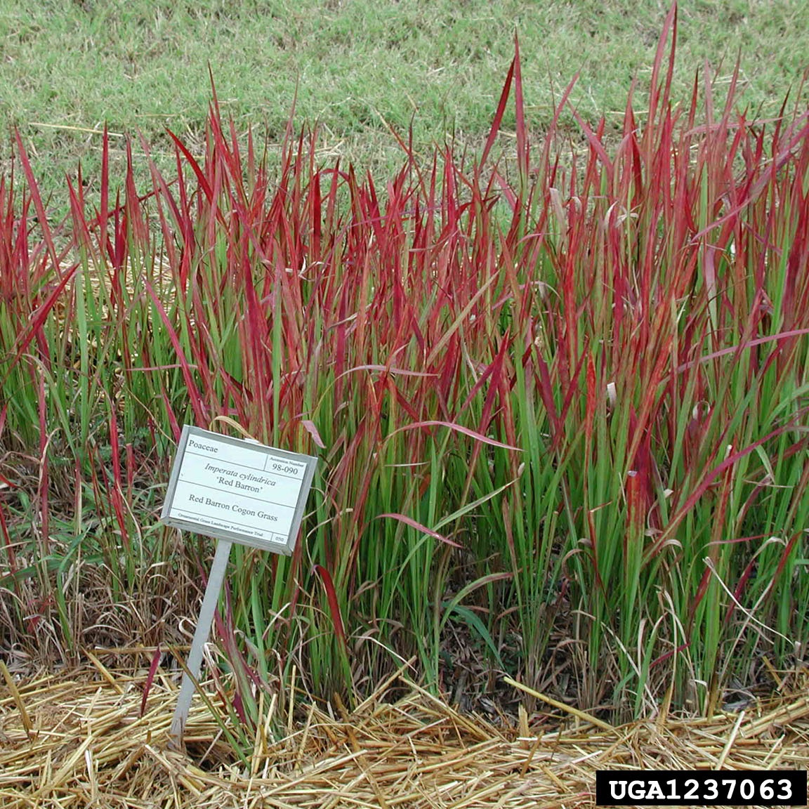 Cogongrass Rhizome