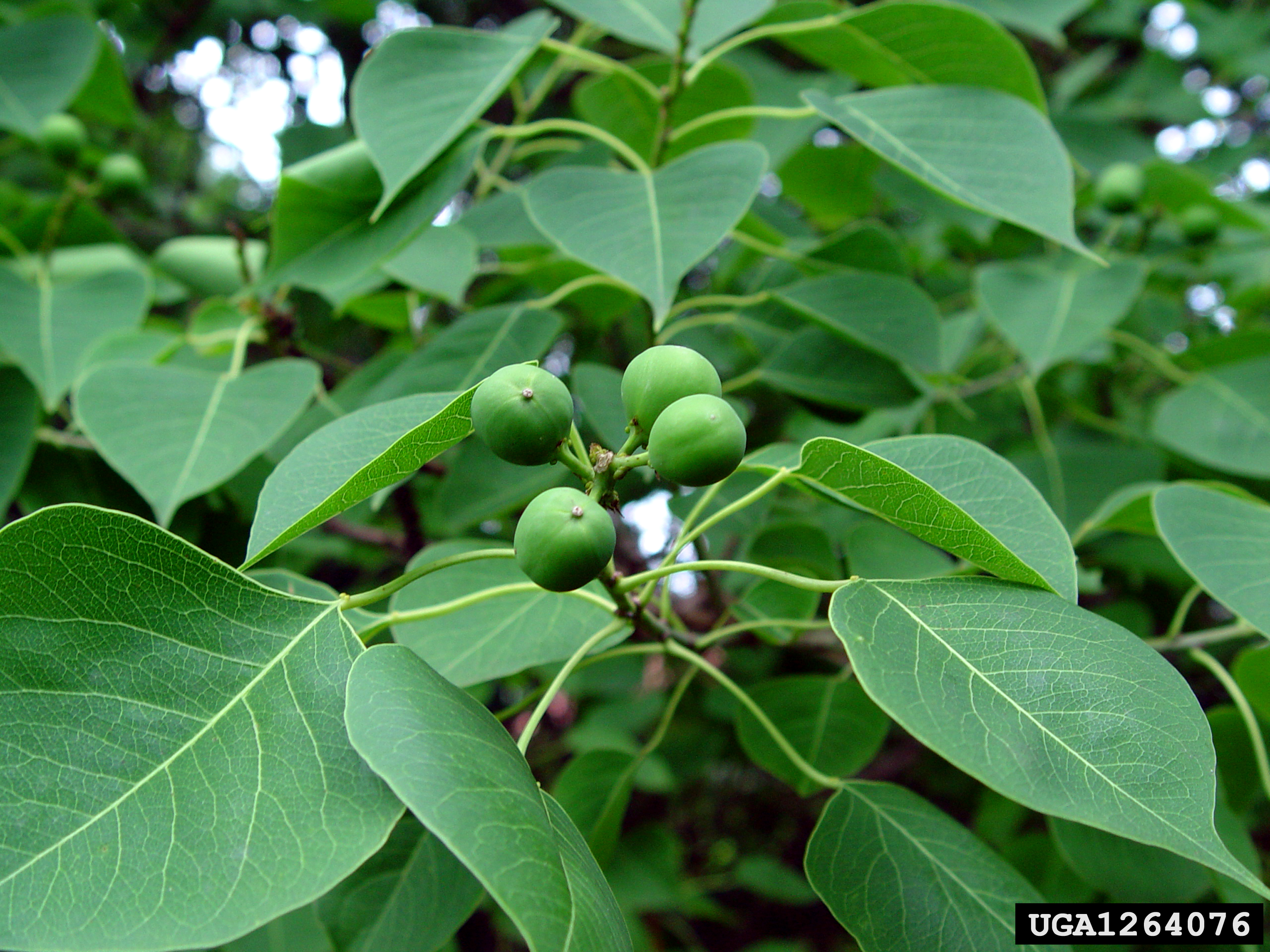 Chinese tallow