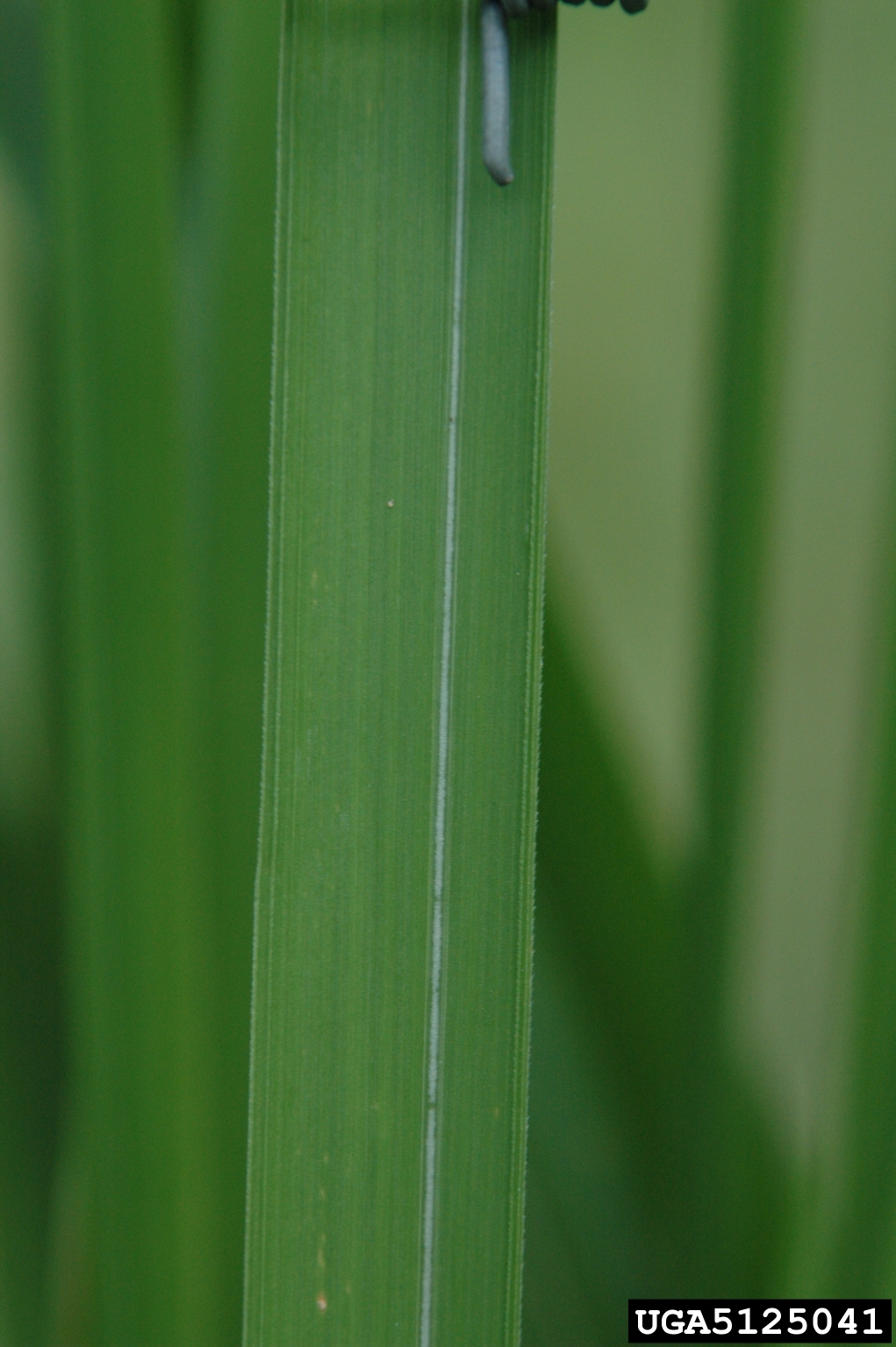 Cogongrass midvein