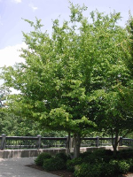 American hornbeam