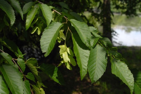 American hornbeam